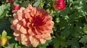 Dahlia ‘Creme de Cognac’