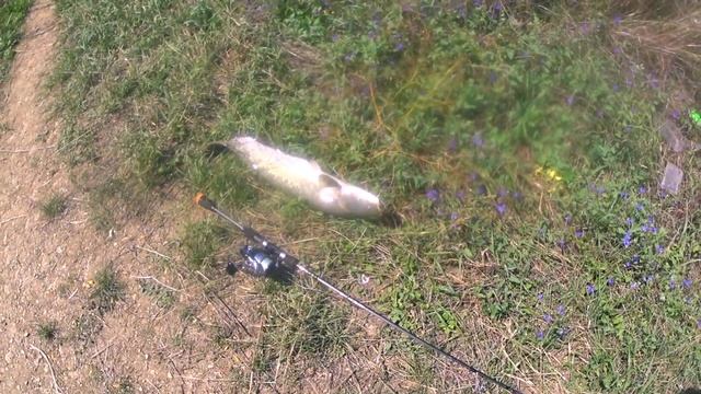 РЫБАЛКА СТАВРОПОЛЬ СОМ на YO ZURI ОКУНЬ НА ПОППЕР