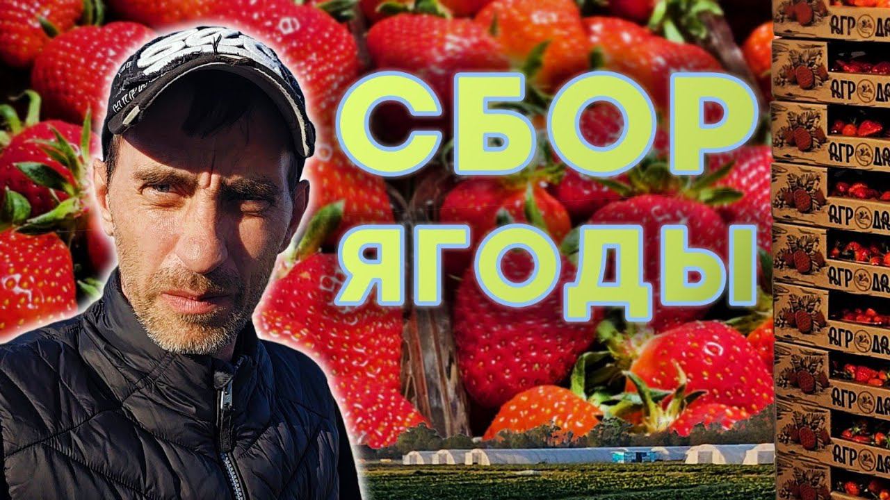 Сбор клубники. Белореченск.