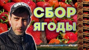 Сбор клубники. Белореченск.