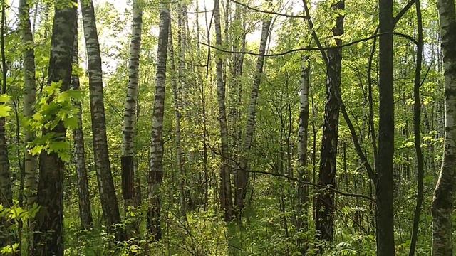 Солнечный день в лесу/A sunny day in the woods   18.05.2021