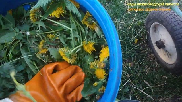 Травяной настой для подкормки.Зеленое удобрение