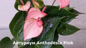 Антуриум Anthedesia Pink