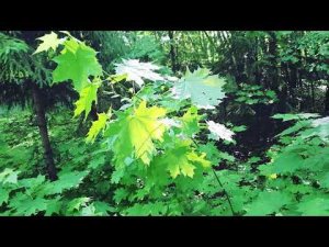 FOREST,SUN, SUMMER,ВЕСНА ЦВЕТЕНИЕ☀️ ,СОЛНЦЕ ,ВЕТЕР️,ЛЕС ЛЕСНЫЕ ЗАРИСОВКИ
