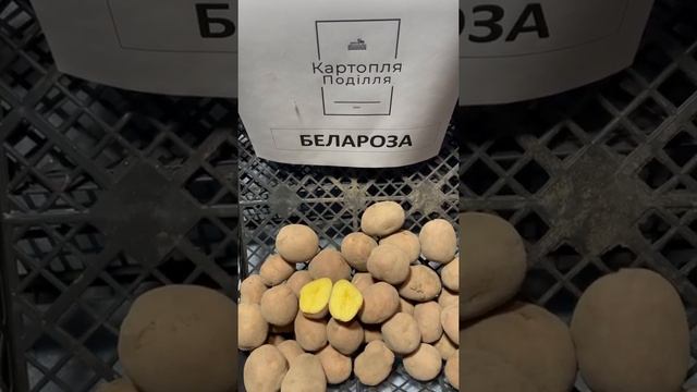 Семенной картофель Беллароза