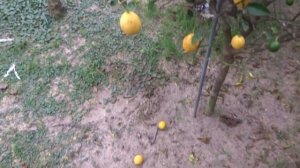 Лаймкват Lakeland