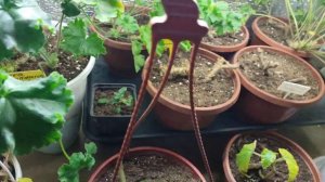 Как зимуют мои пеларгонии.