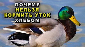 Почему нельзя кормить уток хлебом