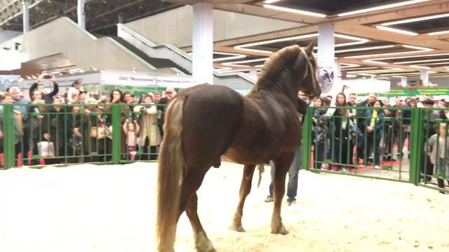 Выставка "Золотая осень - 2018" Советский тяжеловоз Бразилец(Залив - Бразилия) Мордовский к/з смотреть онлайн