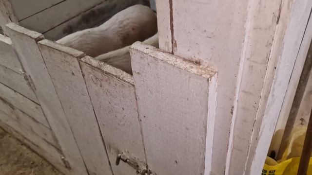 едят уже хорошо! утки все по местам! смотреть онлайн