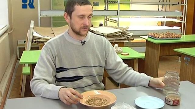 Сюжет   Пророщенная пшеница от 13 02 13