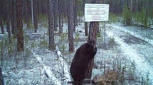 МЕДВЕДЬ ПРОВЕРЯЕТ ЗНАКИ!  _Заповедник_Тунгусский