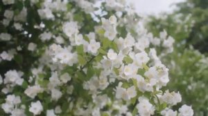 Посвящается памяти старца схиархимандрита Георгия Савва