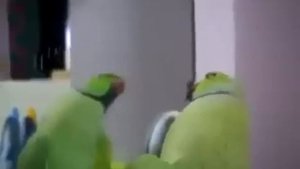 Попугай Гоша ругается матом