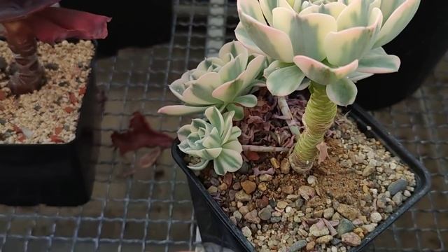Echeveria Compton Curls или Эчеверия Карусель
