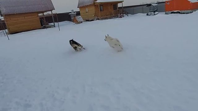 Лайки ждут вкусняшки и кашки/Готовимся к снегопадам/ смотреть онлайн