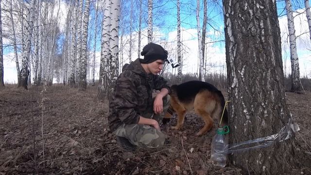 Сок Березовый. Блин Жареный. Весна Ранняя