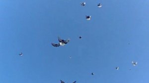 серпастые голуби продажа