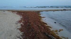 Algas/ Саргассовы водоросли