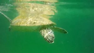 черепаха на пляже Fujairah Royal Beach Hotel & Resort