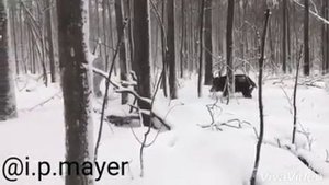 ахота   на   кабанв