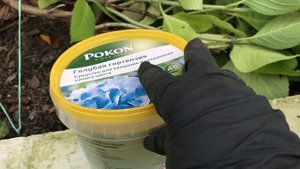 Готовим крупнолистную гортензию  (Бесконечное лето) к зимнему укрытию.