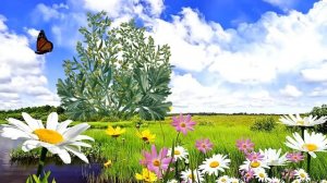 Полынь - что лечит и как использовать