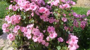 Цветущий сад своими руками.