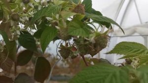 малина Квелли в парнике