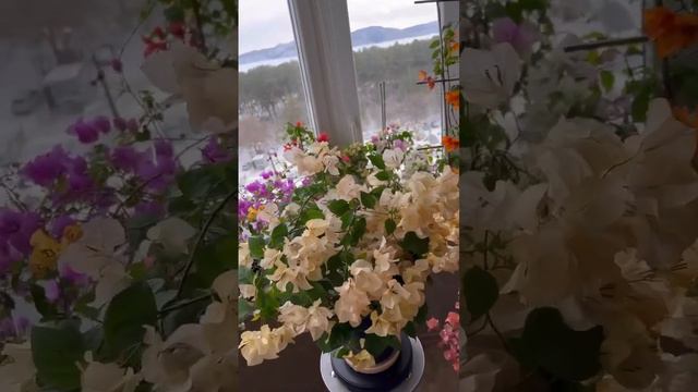 Бугенвиллия дома bougainvillea indoor #bougainvillea #plants #бугенвиллея #бугенвиллия