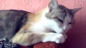 Кошка чихает много раз :)