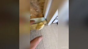 Как должен быть переход стык по ламинату под дверью. Устранил косяки.