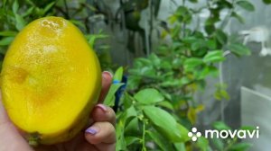 Манго Сенсейшн ? Sensation в теплице , созрели плоды, дегустация .