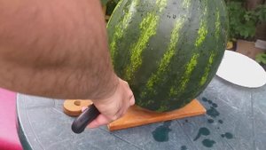 Арбуз гигант Фарао в Средней полосе