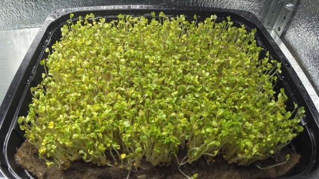 Как растет горчица таймлапс. How the mustard growing up смотреть онлайн