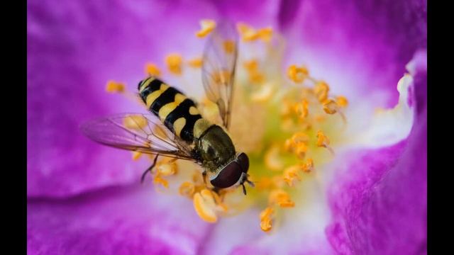 23 мая / Кто такой трутень? смотреть онлайн