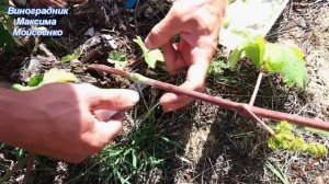Прививка винограда окулировкой. Быстро и качествено .