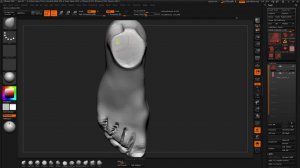 Anat Vol 03 06 Foot Base part 3 4