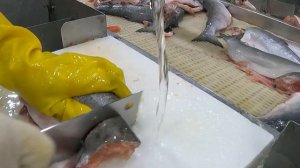 Нужные люди. Я - рыбообработчик