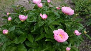 Шикарный  ранний пион May Lilac