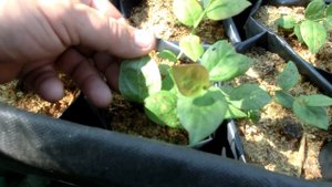 Голубика после обработки препаратом Топсин-М (часть 2)