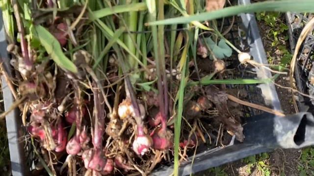 У нас приморозок,але я далі пересаджую і висаджую квіти.@ Викопала гладіолуси.Прийшло дві📦посилки. смотреть онлайн