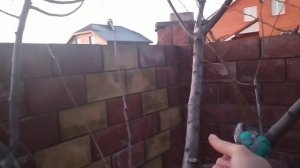 Как укоренить ветку алычи или сливы. Получилось невзначай)