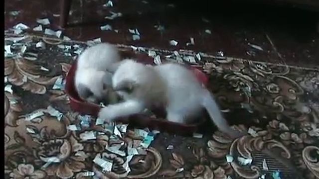 Сиамские котята смотреть онлайн