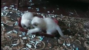 Сиамские котята