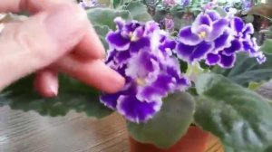 "Кухня Фиалки" http://fialki.of.by ЛЕ-Есения и подобные