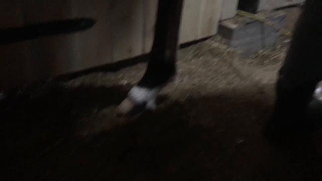 Поведение жеребца удивило. Первый раз расчищаем копыта молодой лошади. смотреть онлайн