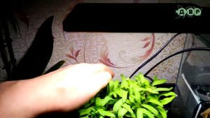 Аквапоника плюсы и минусы! Что удалось вырастить!