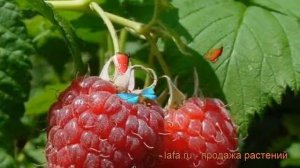 Малина традиционная Зоренька Алтая (rubus) ? обзор: как сажать, саженцы малины Зоренька Алтая