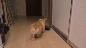 НИКИТА и ВЕЛЬШ КОРГИ ПЕМБРОК весёлый щенок ВИЛЛИ играют И ВЕСЕЛЯТСЯ Лает на НИКИТИНЫ игрушки